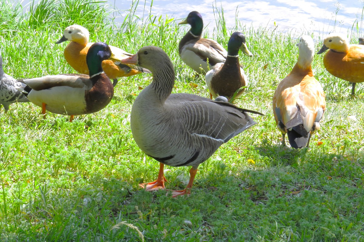 Greater White-fronted Goose - ML620204600