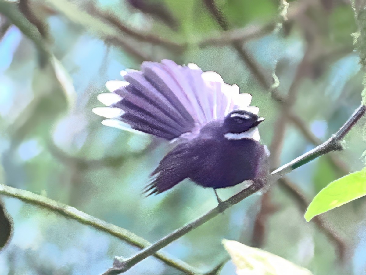 White-throated Fantail - ML620204601