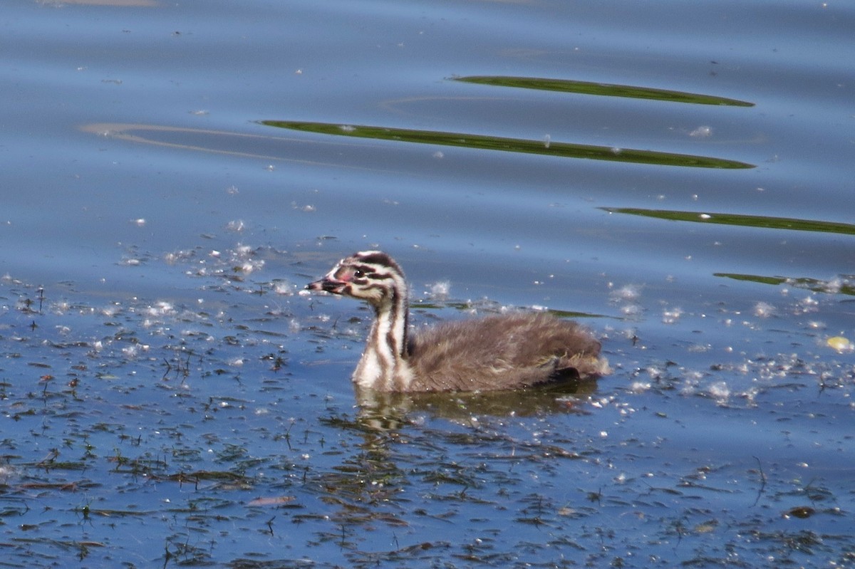 Great Crested Grebe - ML620204603