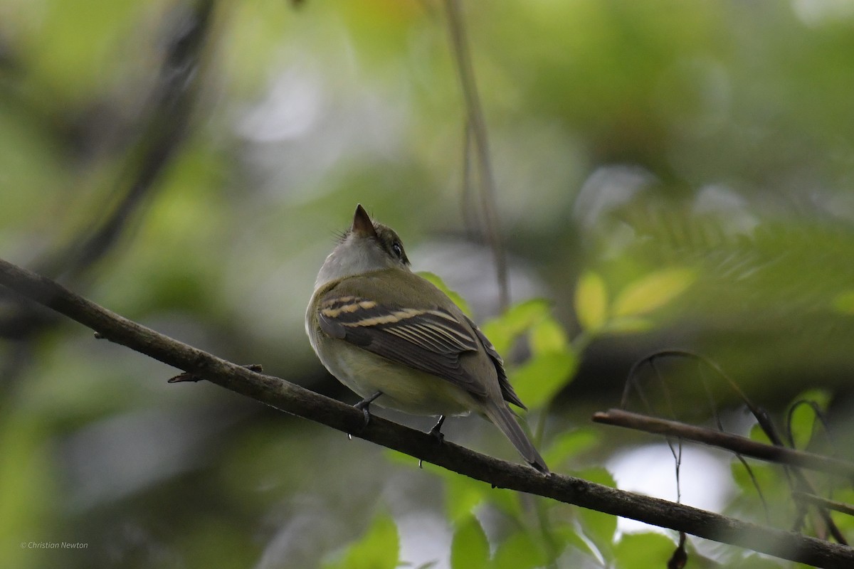 Acadian Flycatcher - ML620204613