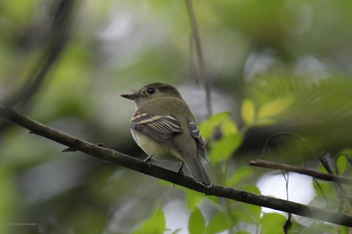 Acadian Flycatcher - ML620204614