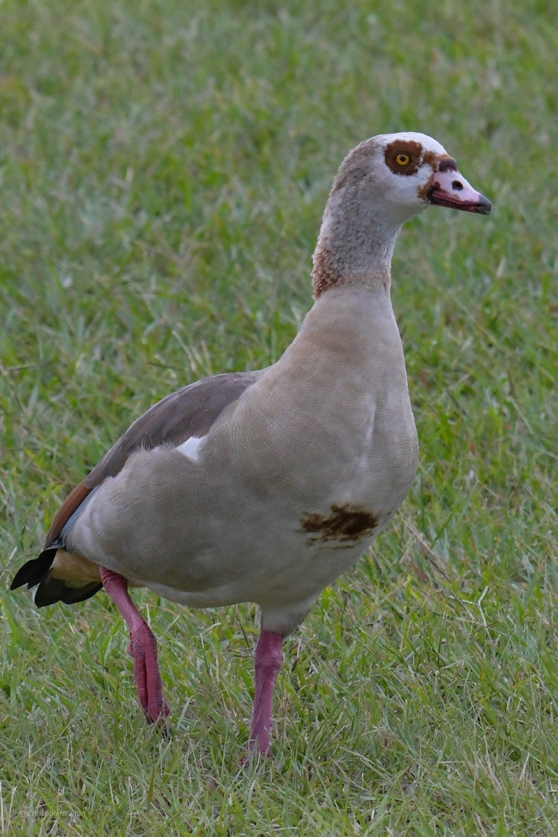 Egyptian Goose - ML620204620