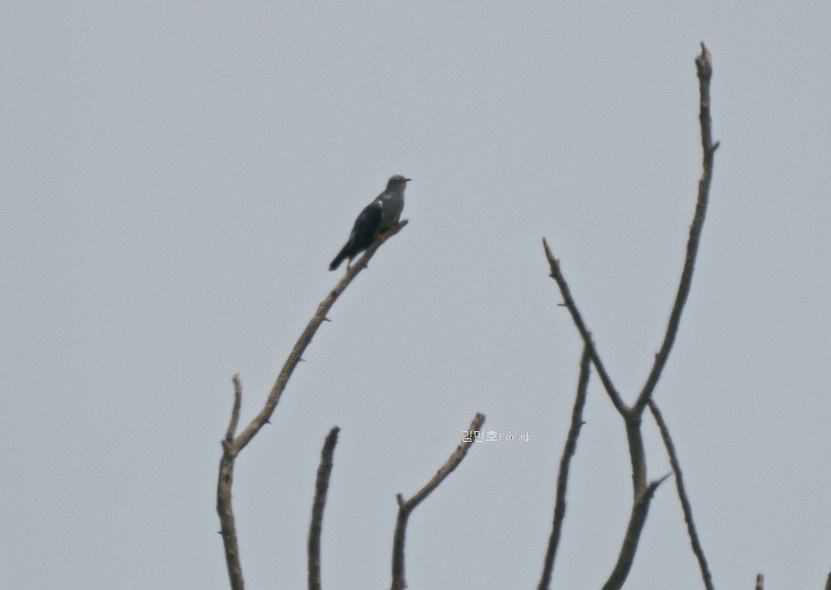 Common Cuckoo - ML620204627