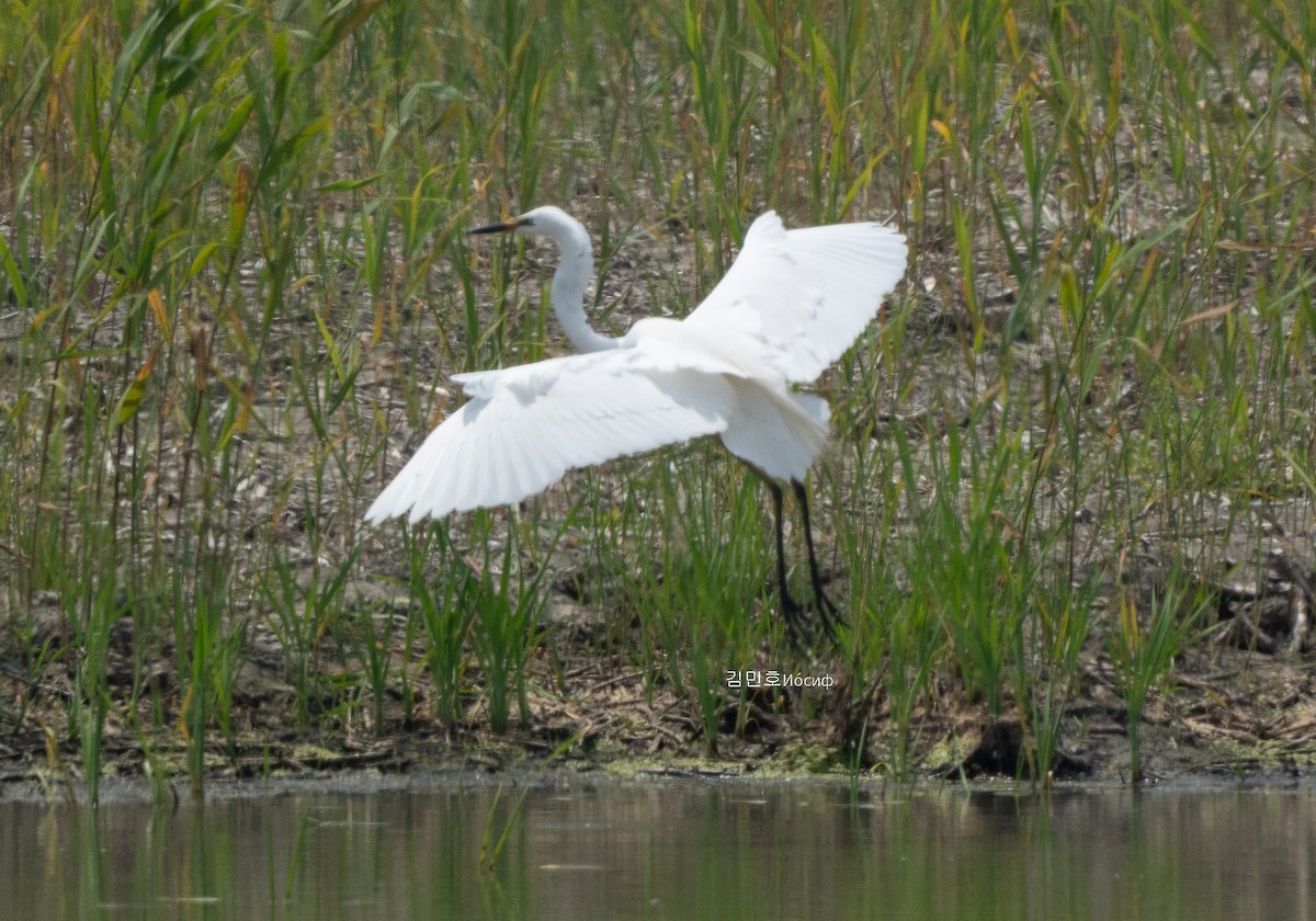 Grande Aigrette - ML620204630