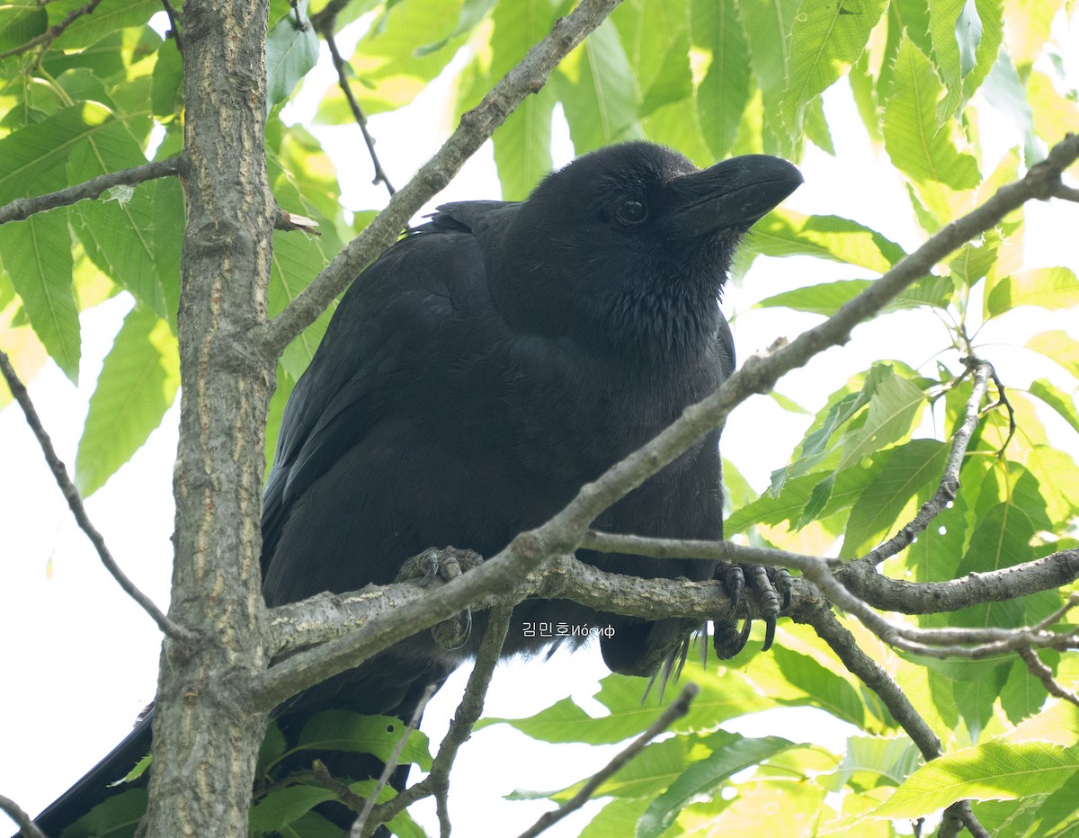 Large-billed Crow - ML620204633