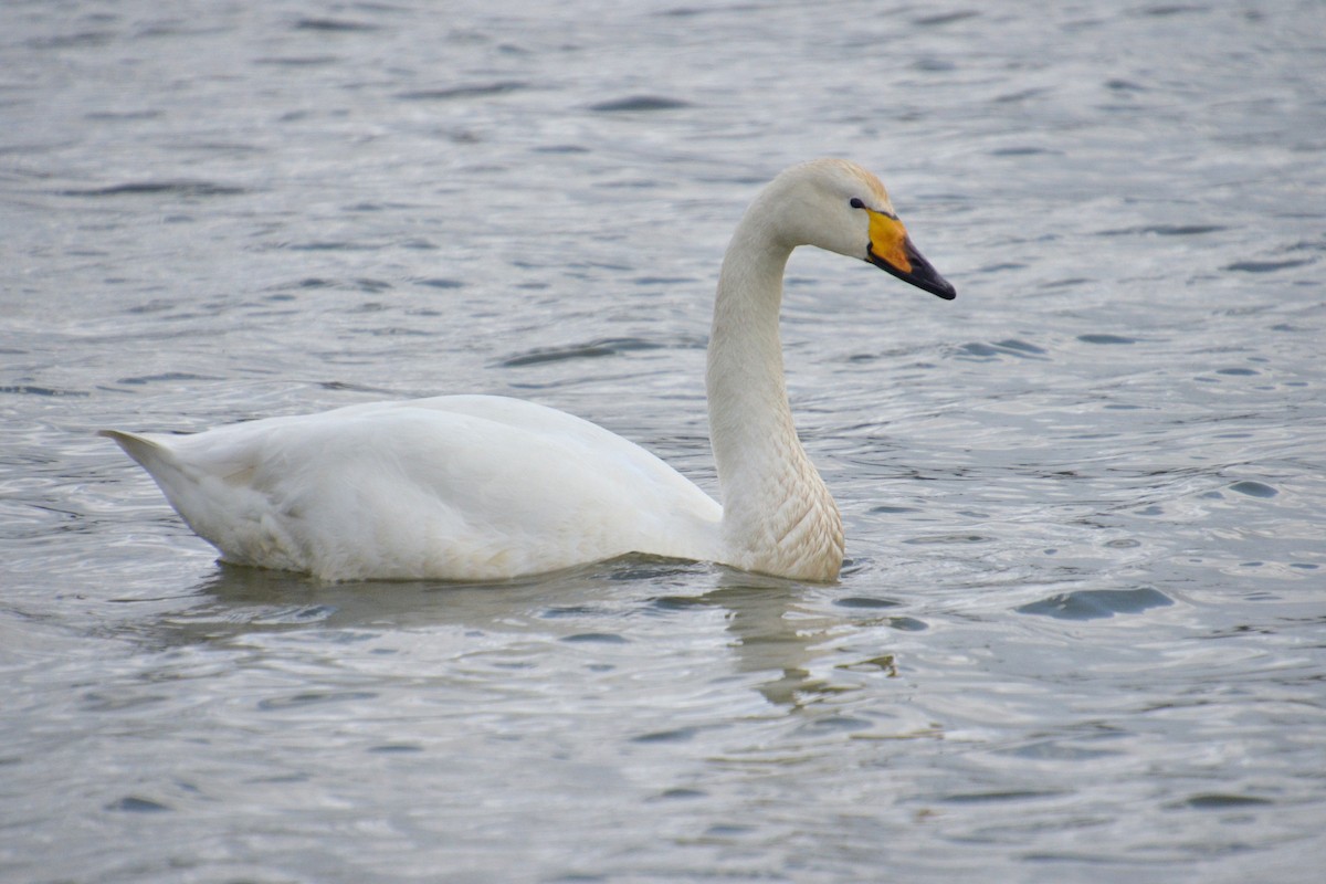Whooper Swan - ML620204651