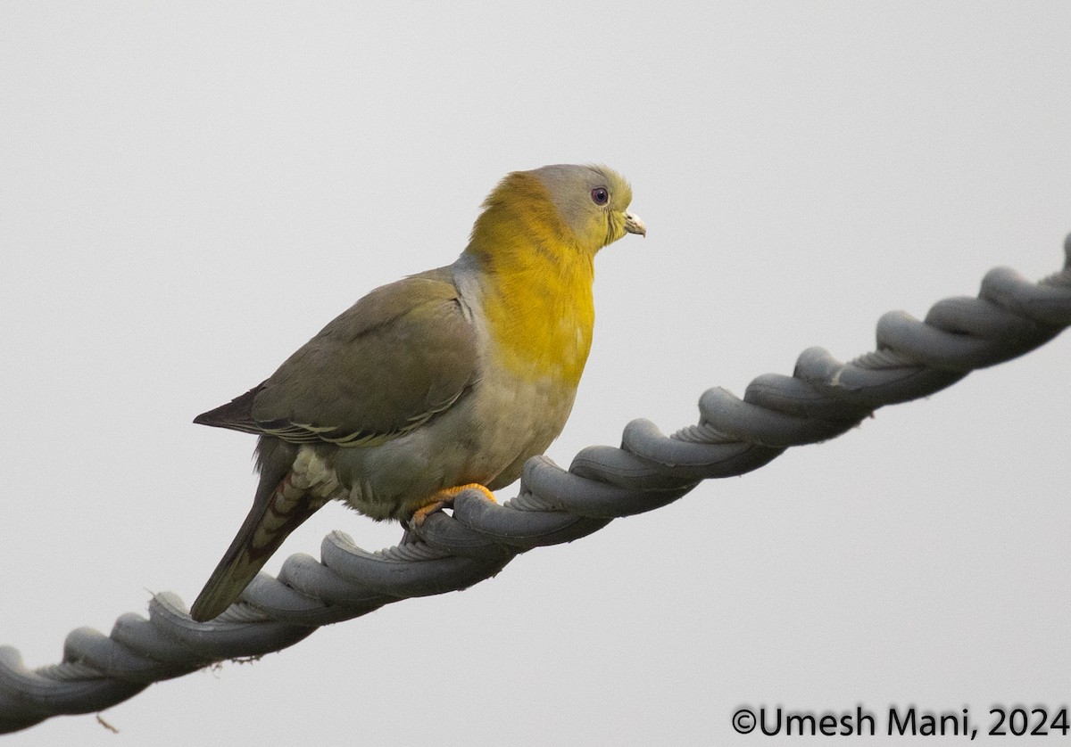 Yellow-footed Green-Pigeon - ML620204659