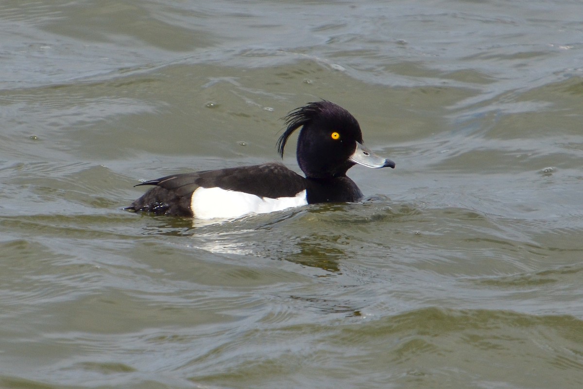 Tufted Duck - ML620204660