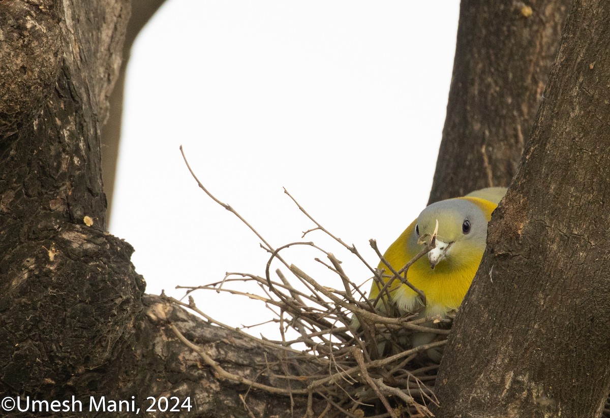 Yellow-footed Green-Pigeon - ML620204661