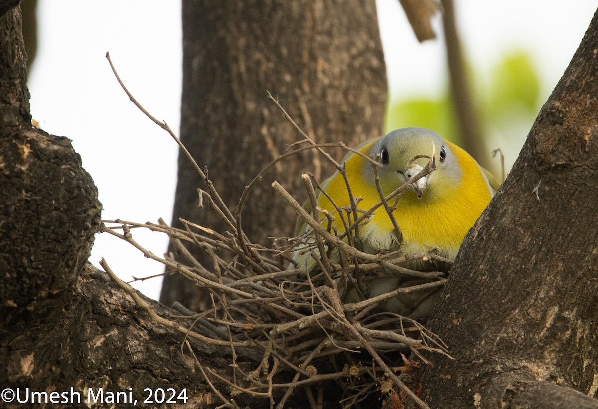 Yellow-footed Green-Pigeon - ML620204662