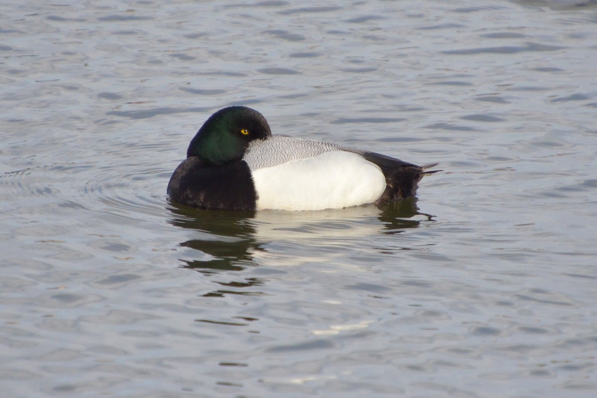 Greater Scaup - ML620204663