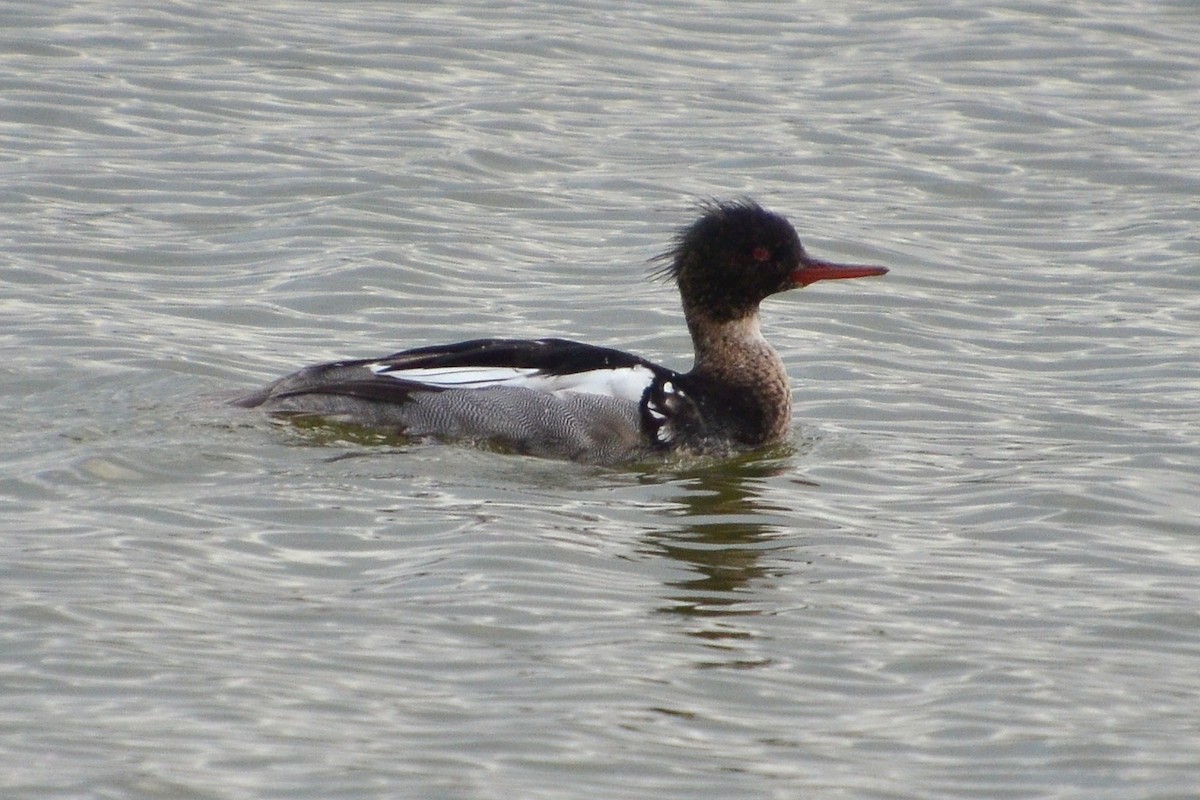 Red-breasted Merganser - ML620204664