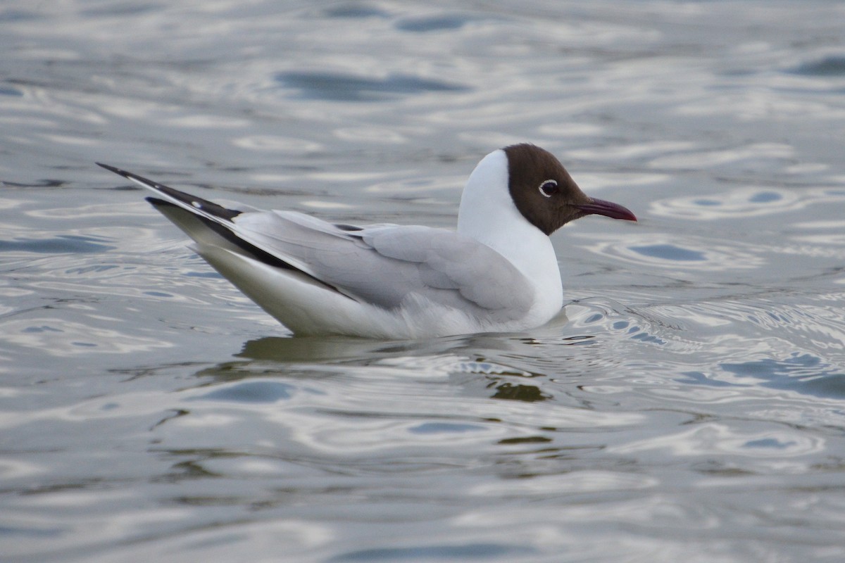 Black-headed Gull - ML620204668