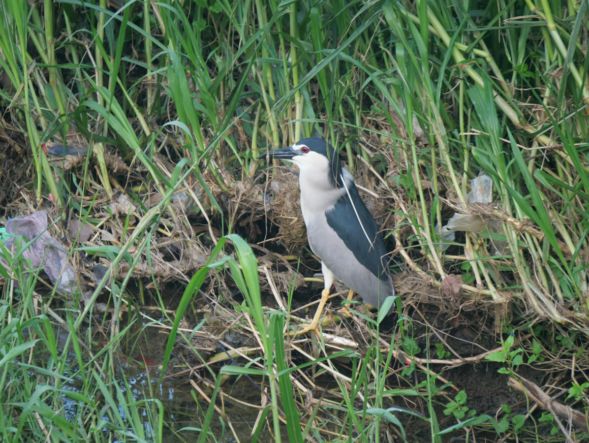 Black-crowned Night Heron - ML620204669