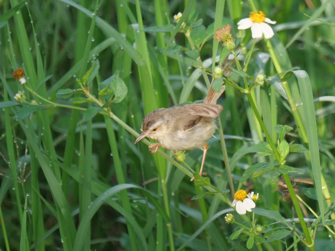 Plain Prinia - ML620204672