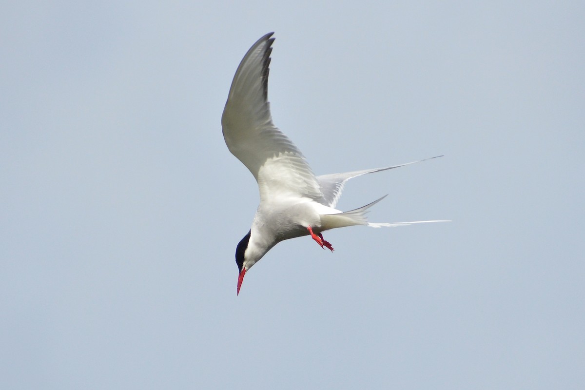 Arctic Tern - ML620204673