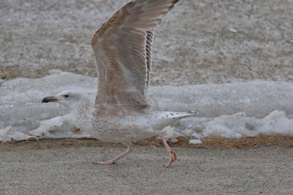 Great Black-backed Gull - ML620204681