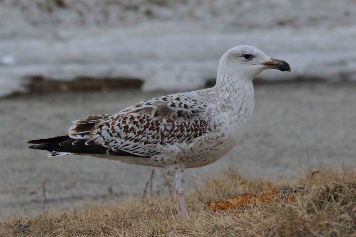 Great Black-backed Gull - ML620204683