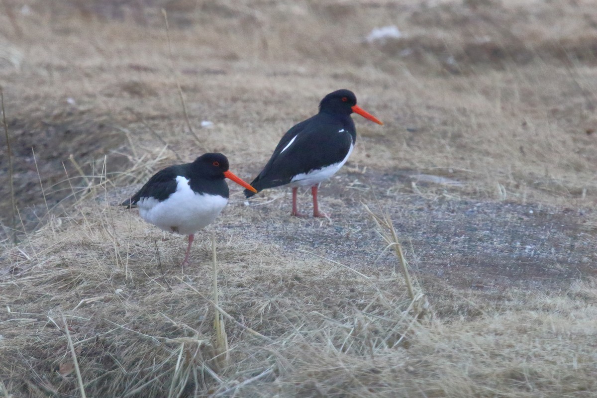 Eurasian Oystercatcher - ML620204686