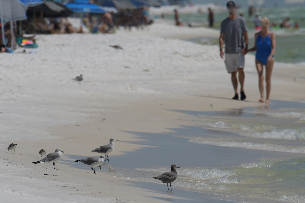 Gray Gull - ML620204694