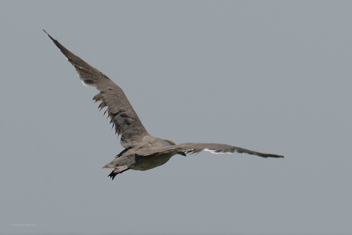 Gray Gull - ML620204695