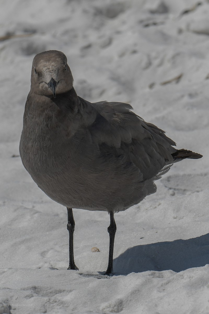 Gray Gull - Christian Newton