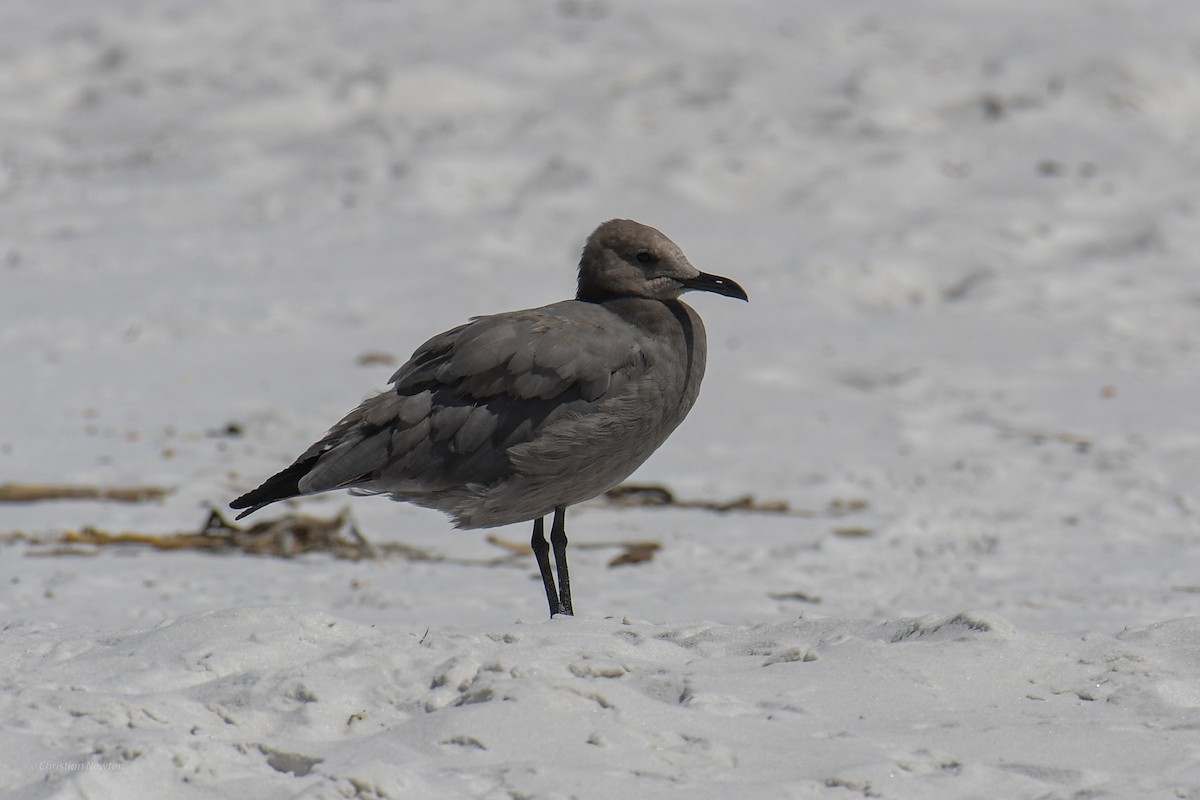 Goéland gris - ML620204701