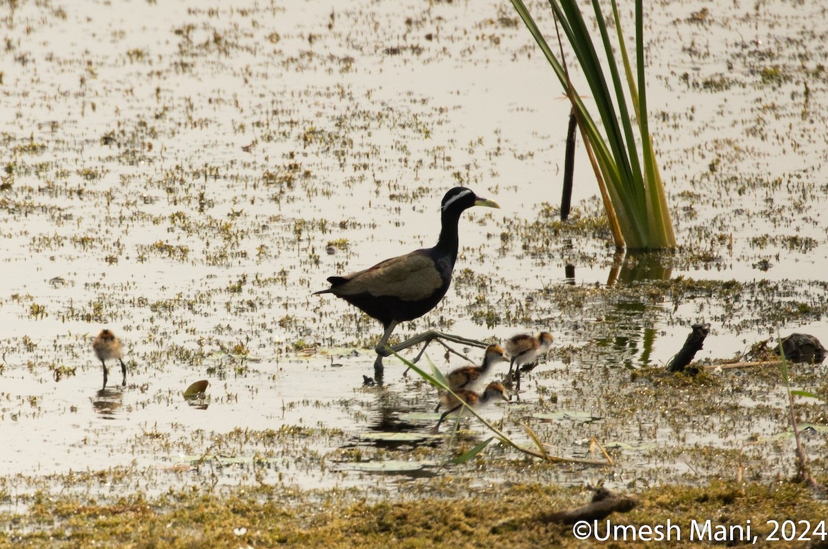 Jacana Bronceada - ML620204711