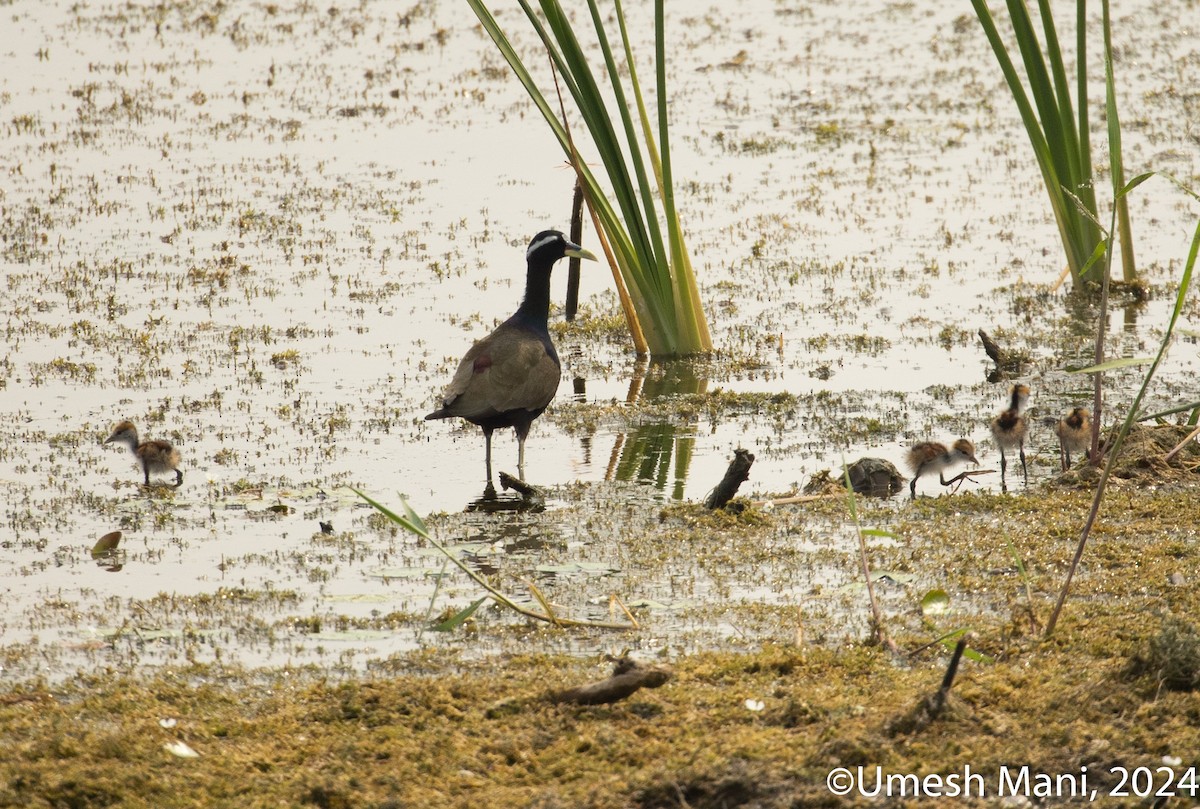 Jacana Bronceada - ML620204713