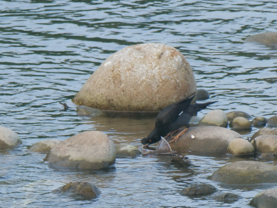 Crested Myna - ML620204718