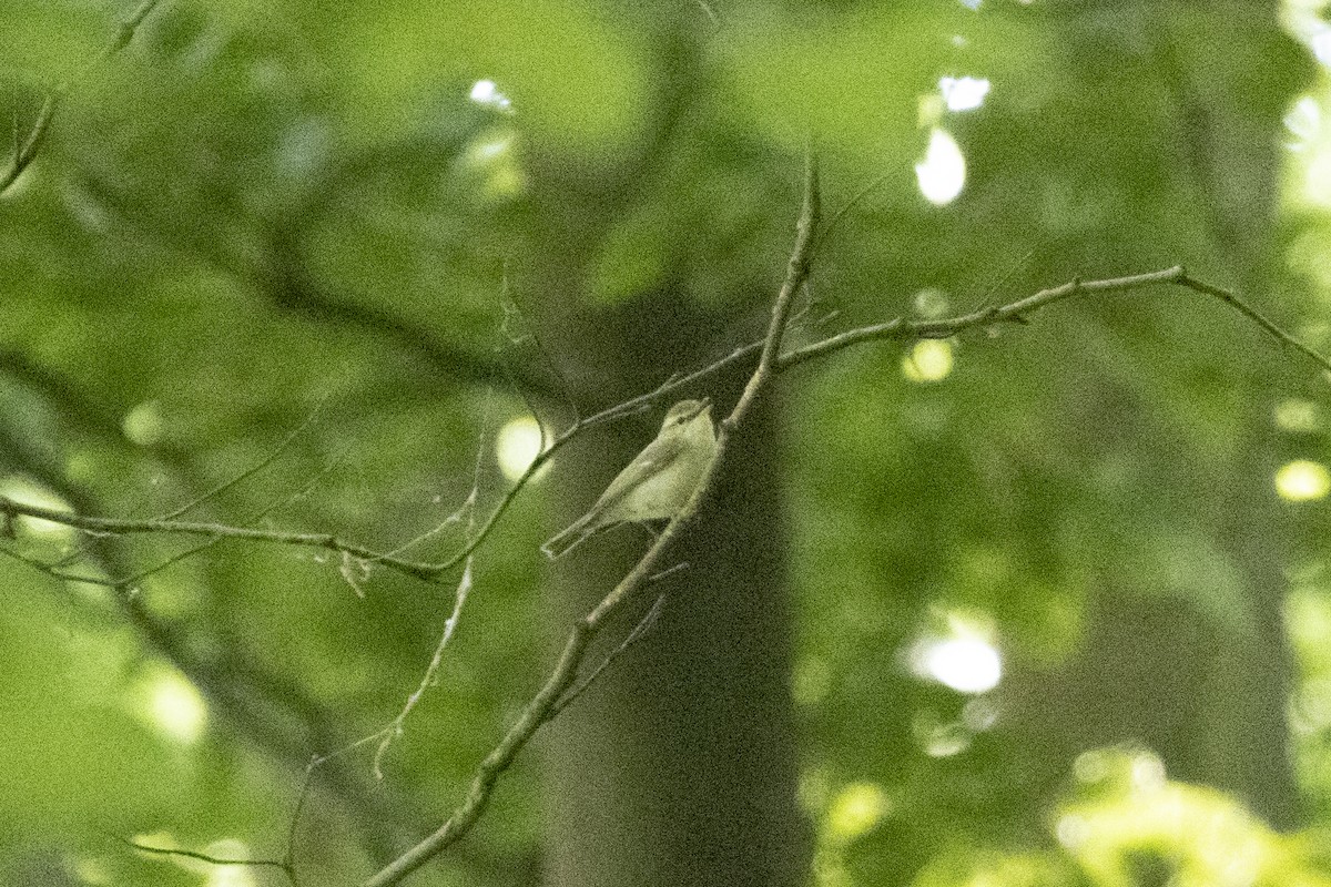 Mosquitero Verdoso - ML620204725