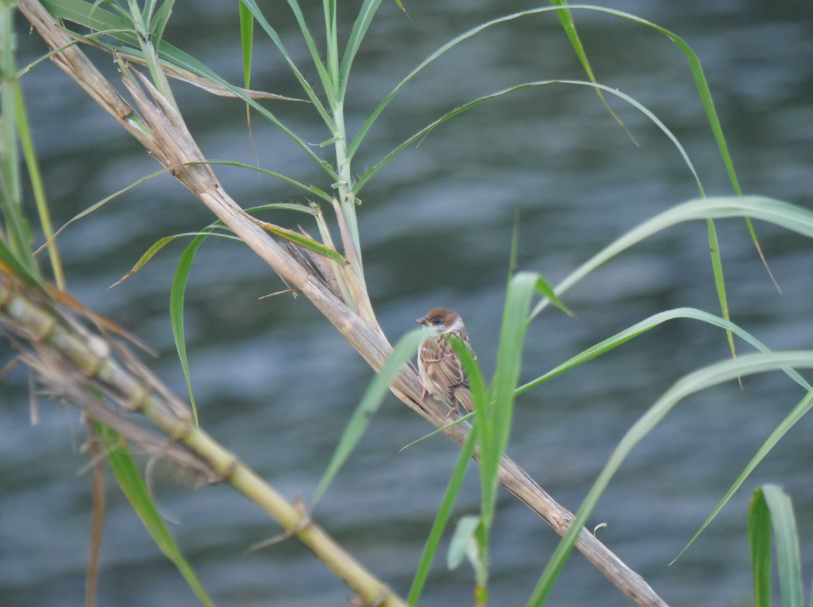 Eurasian Tree Sparrow - ML620204726