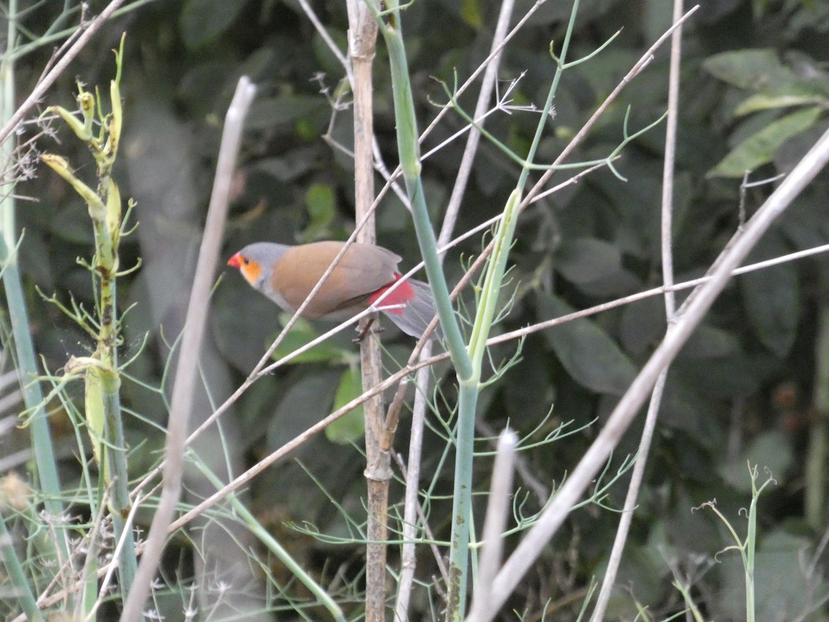 Orange-cheeked Waxbill - ML620204732