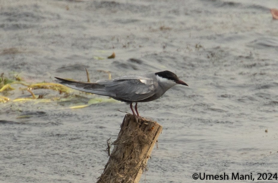 Whiskered Tern - ML620204734