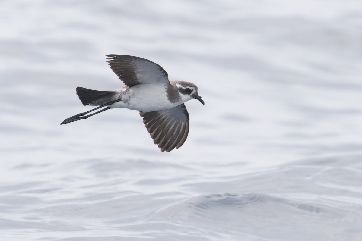 White-faced Storm-Petrel - ML620204749