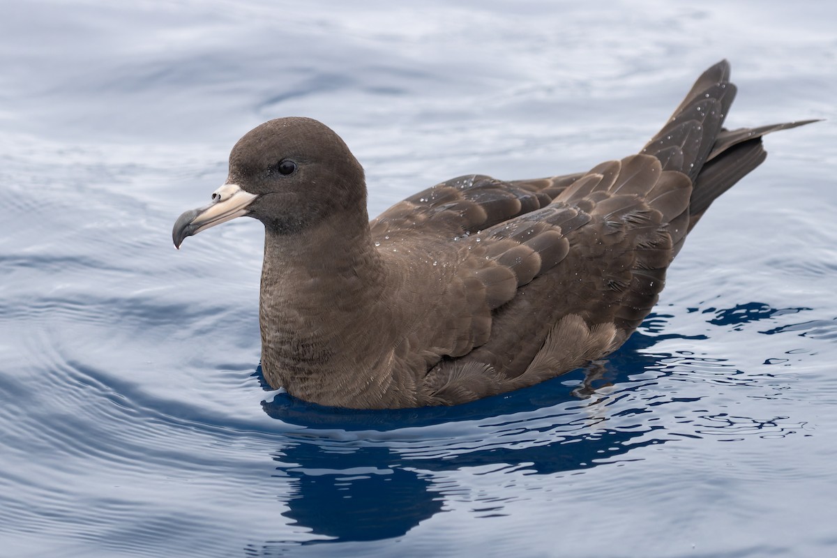 Flesh-footed Shearwater - ML620204751