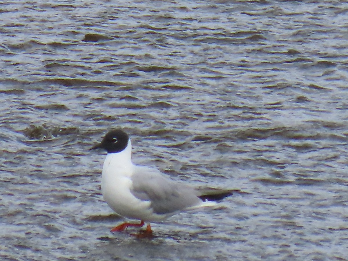 Bonaparte's Gull - ML620204752