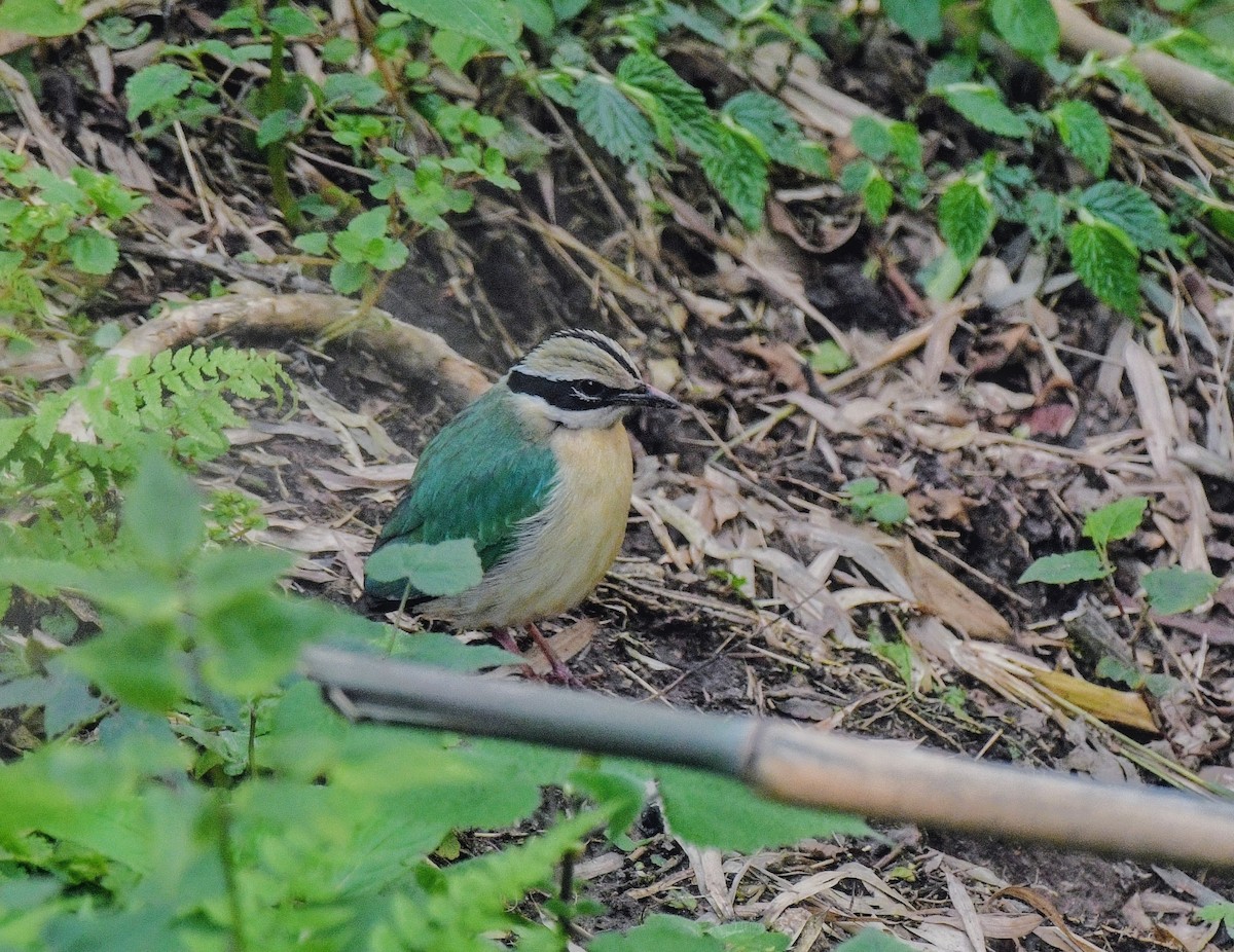 インドヤイロチョウ - ML620204753