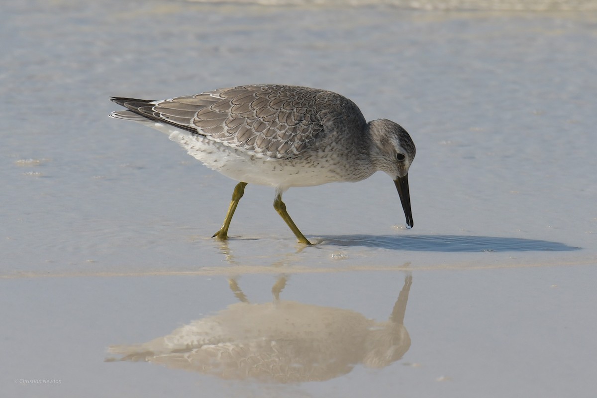 Red Knot - ML620204767