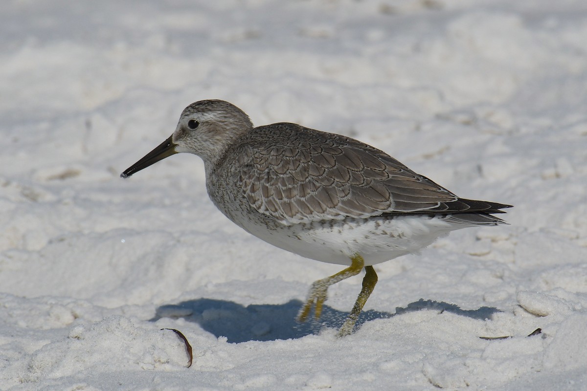 Red Knot - ML620204768