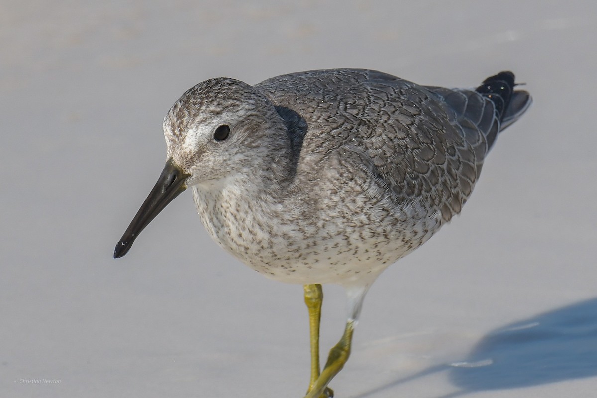 Red Knot - ML620204772