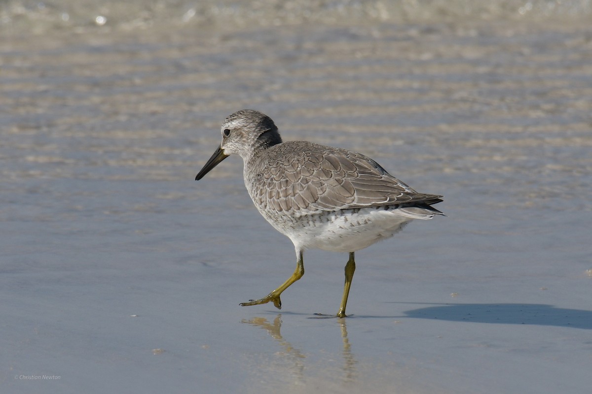 Red Knot - ML620204773