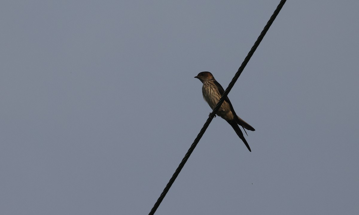 Striated Swallow - ML620204776