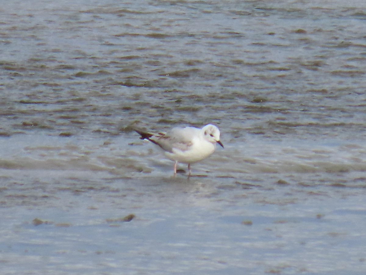 Bonaparte's Gull - ML620204785