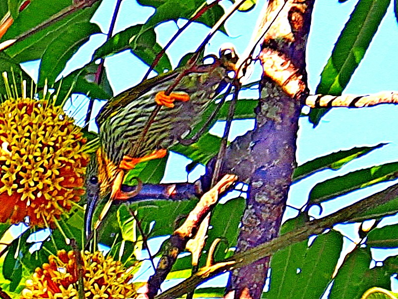 Streaked Spiderhunter - ML620204789