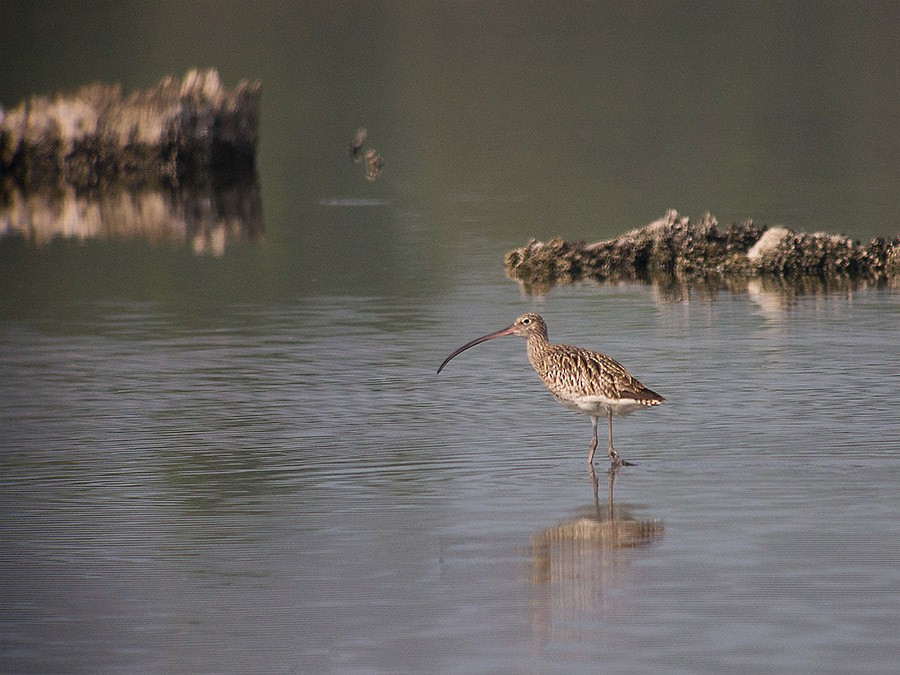 Eurasian Curlew - ML620204796