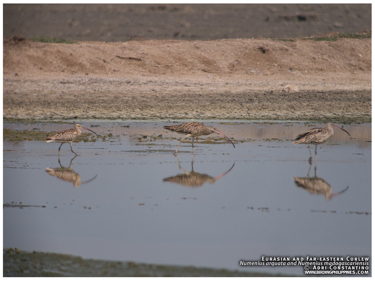 Far Eastern Curlew - ML620204797