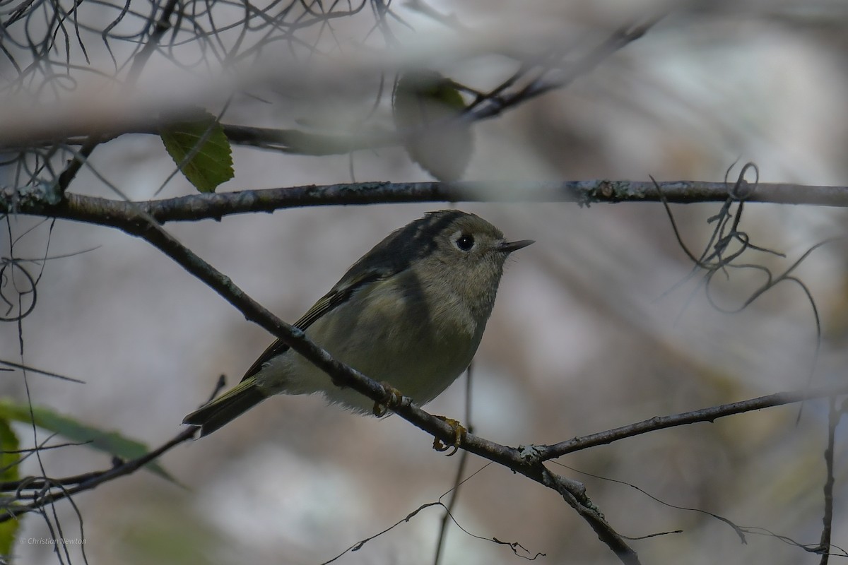 Ruby-crowned Kinglet - ML620204809