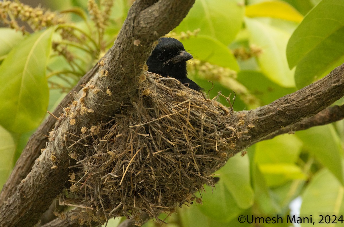 svartdrongo - ML620204812