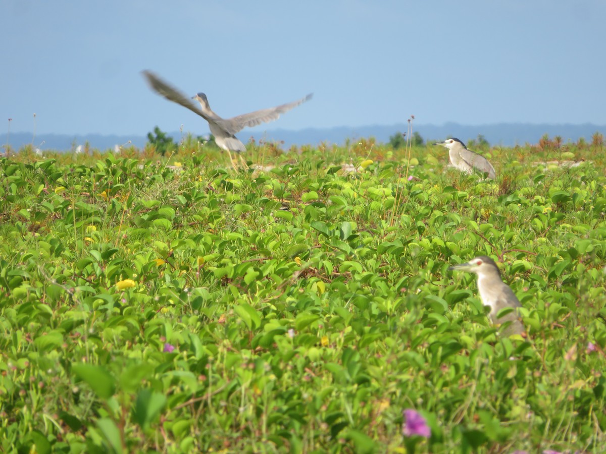 Black-crowned Night Heron - ML620204835